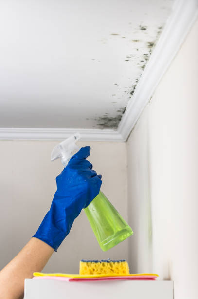 Best Toxic Mold Removal  in Fairmead, CA